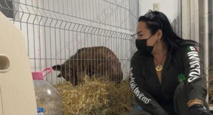 Osa Mina sigue en estado crítico: sufre desnutrición y problemas cardíacos