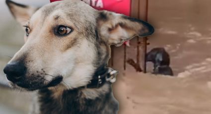 Fuertes lluvias en Veracruz: Perrito se aferra a puerta para no ser arrastrado por el agua | VIDEO