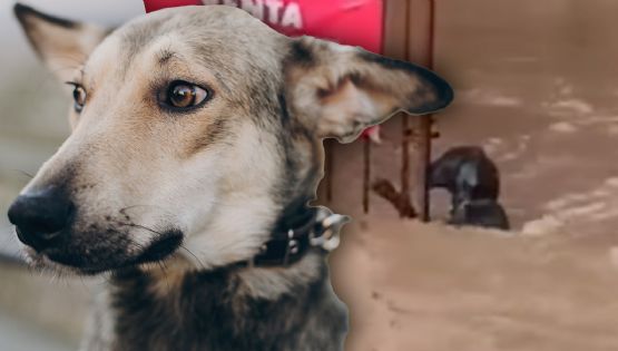 Fuertes lluvias en Veracruz: Perrito se aferra a puerta para no ser arrastrado por el agua | VIDEO