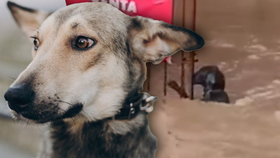 Joven aseguró que el perrito logró salvarse de ser arrastrado por la corriente.