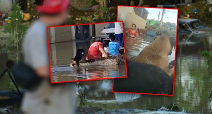 VIDEOS | Héroes arriesgan sus vidas para salvar a perritos tras inundaciones en Veracruz
