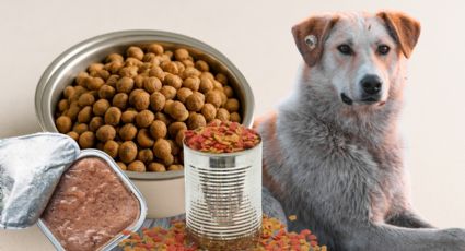 Escobedo abre centro de acopio para mascotas afectadas por las inundaciones en Veracruz