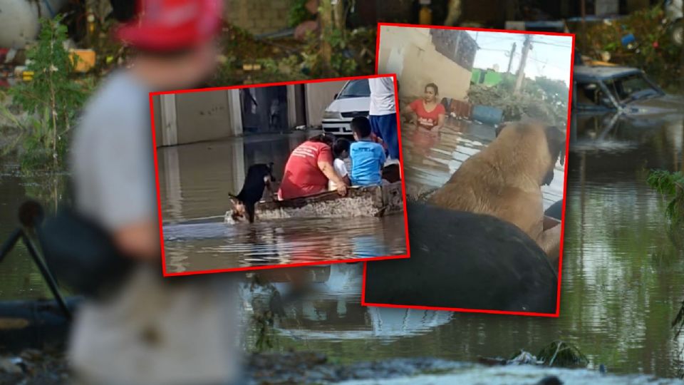 Diversas veterinarias y organizaciones locales han habilitado centros de acopio y atención gratuita.
