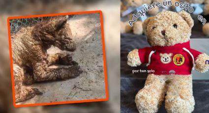 “Un Abrazo para Mina”: la campaña que busca ayudar a la osa rescatada de La Pastora