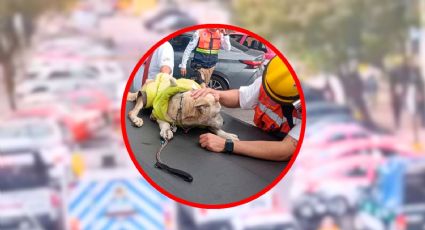 Rescatan a 6 animales de incendio en veterinaria en Tlatelolco