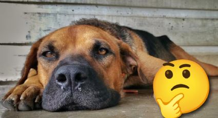 ¿Cómo saber si mi perro tiene moquillo? Conoce los síntomas, tratamientos y diagnóstico