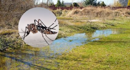 Estados en alerta por dengue tras lluvias intensas temporales en México