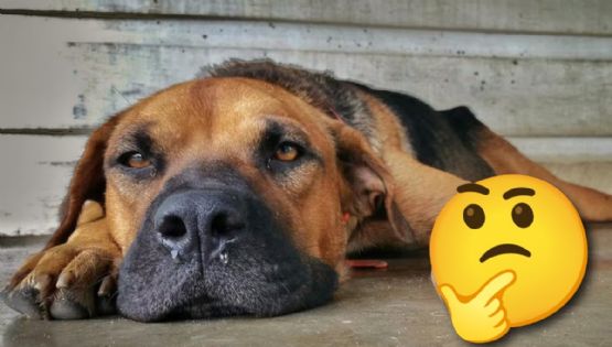 ¿Cómo saber si mi perro tiene moquillo? Conoce los síntomas, tratamientos y diagnóstico