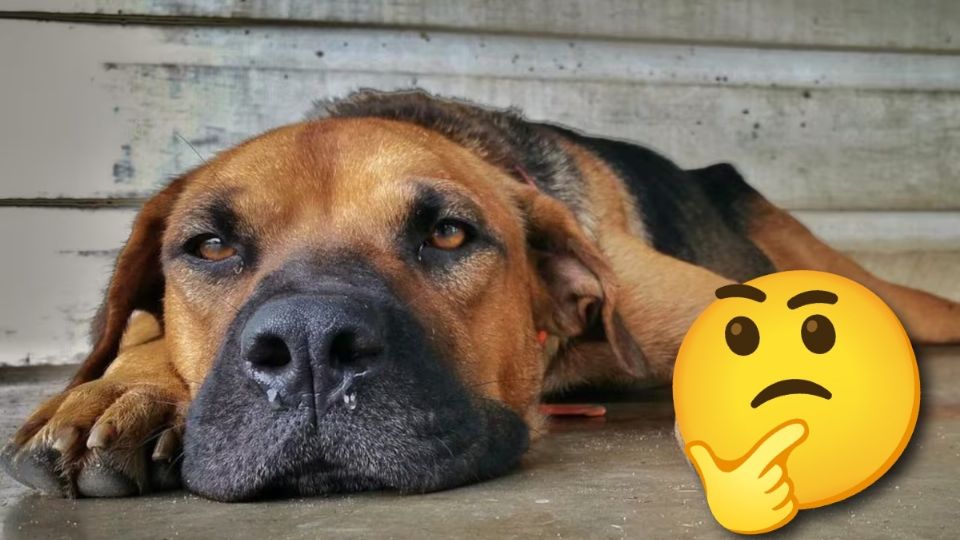 Si tu perro muestra estos síntomas, llévalo de urgencia al veterinario pues podría tener moquillo.