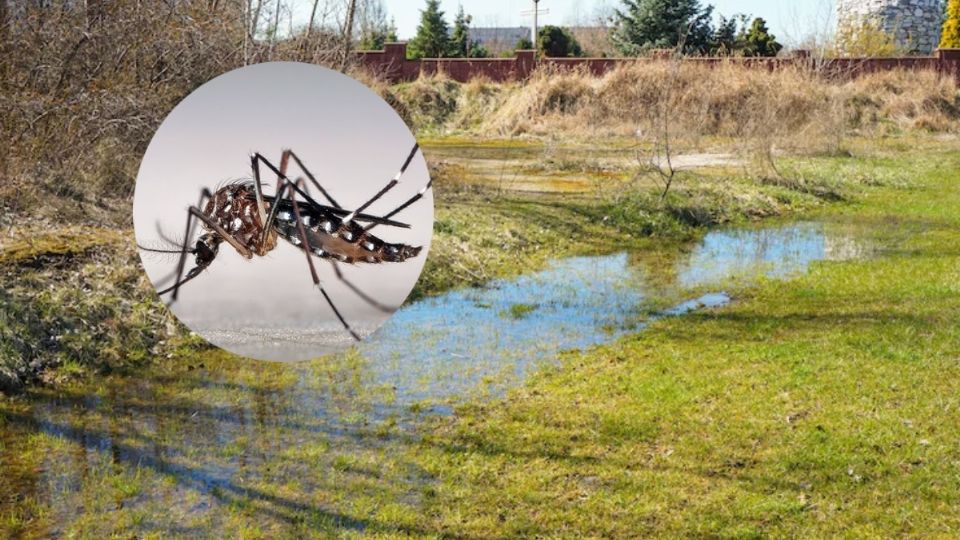 Estados en alerta por dengue tras lluvias intensas temporales en México