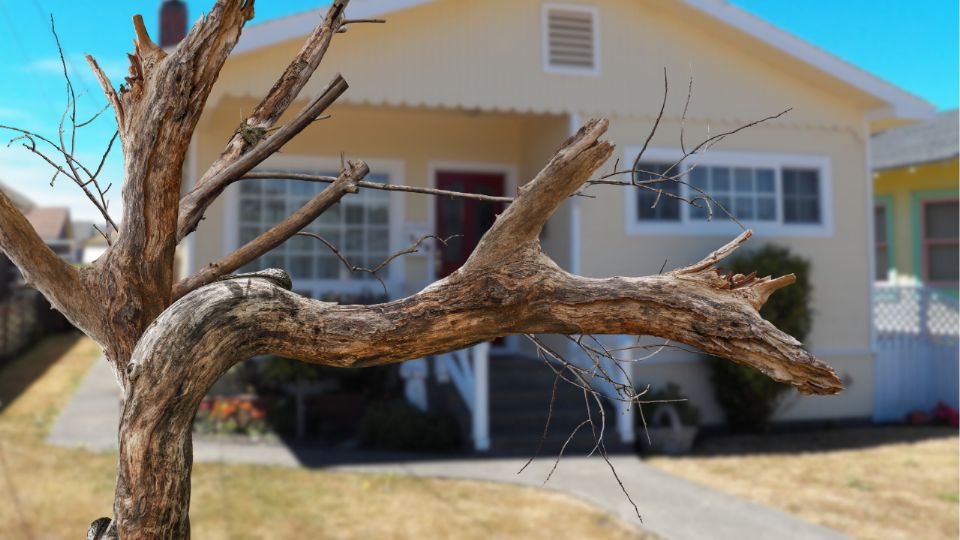 La tala sin permiso es delito; conoce cómo solicitar la valoración y retiro de un árbol seco en Monterrey.