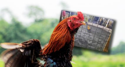 Hombre muere tras ser atacado por su propio gallo en una pelea en Perú| VIDEO