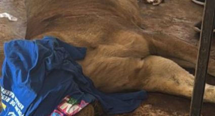 Profepa clausura el  zoológico La Reina de Tizimín