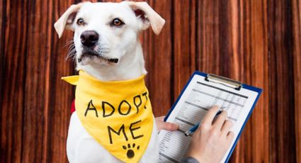 Apodaca ofrecerá pagar solo un peso de predial a quienes adopten una mascota