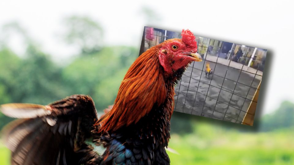 Las peleas de gallos son legales en Perú debido a su reconocimiento como parte del patrimonio cultural del país.