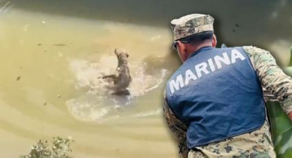 VIDEO | Marino rescata a perrito atrapado en una casa por inundaciones
