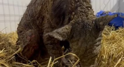 Confirman atención médica de la Osa Mina pese a venta de artículos para su recuperación