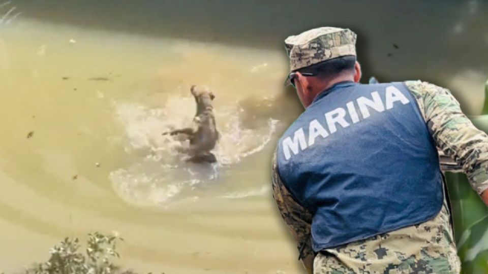El heroico rescate del marino y el perrito se ha convertido en símbolo de esperanza.