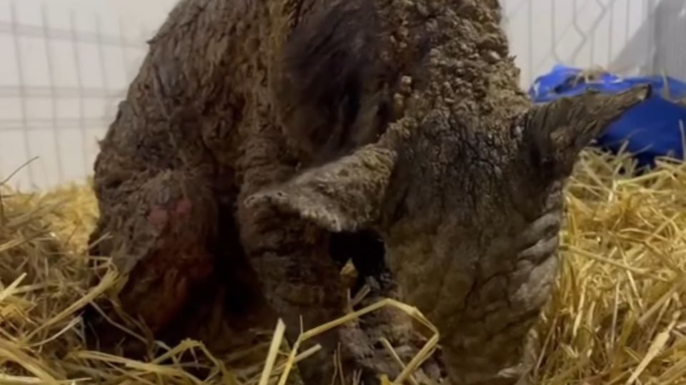 Osa Mina recibiendo atención