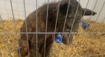 Avanza estado de salud de la osa Mina; continúa en terapia intensiva