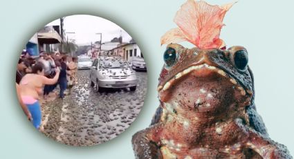 ¿Lluvia de ranas en Brasil? VIDEO genera debate entre fenómeno real y posible montaje