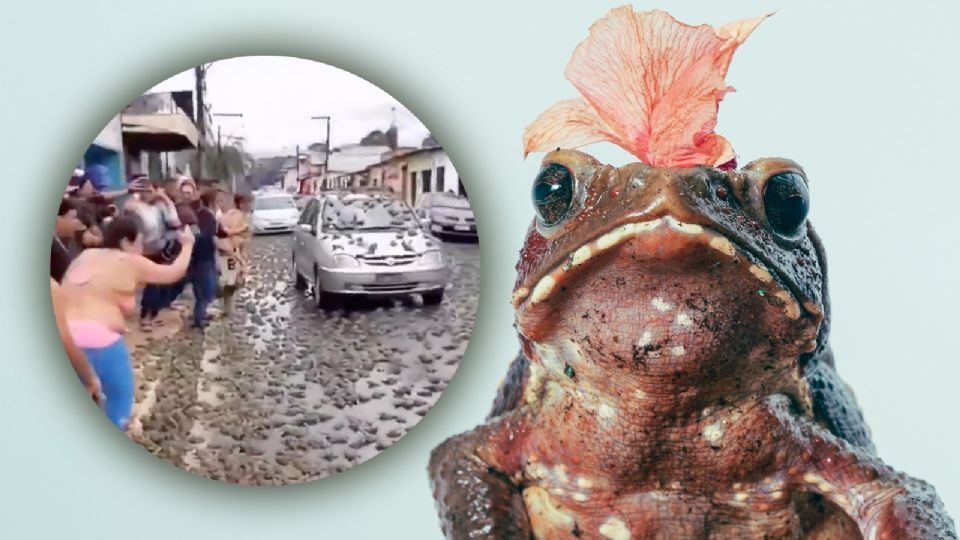 La lluvia de ranas no es un mito. Este fenómeno ha sido documentado en diferentes partes del mundo.