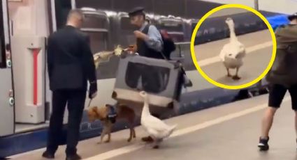 No lo dejó atrás: pasajero frena tren en Polonia por su ganso para rescatarlo | VIDEO