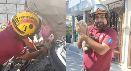 Rescatan a gatito atrapado en motor de auto en Escobedo