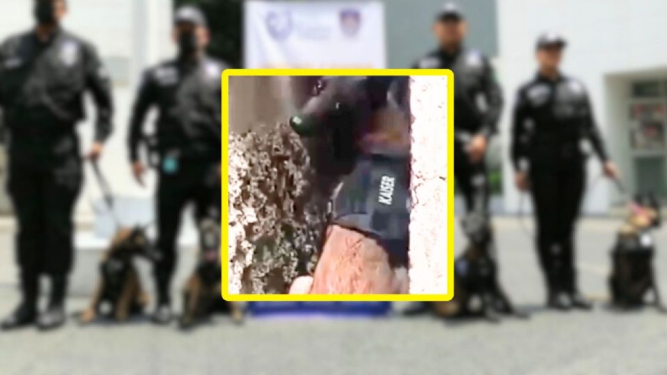 El perro Káiser halla los restos de Alma Sánchez en una construcción de la alcaldía Benito Juárez.