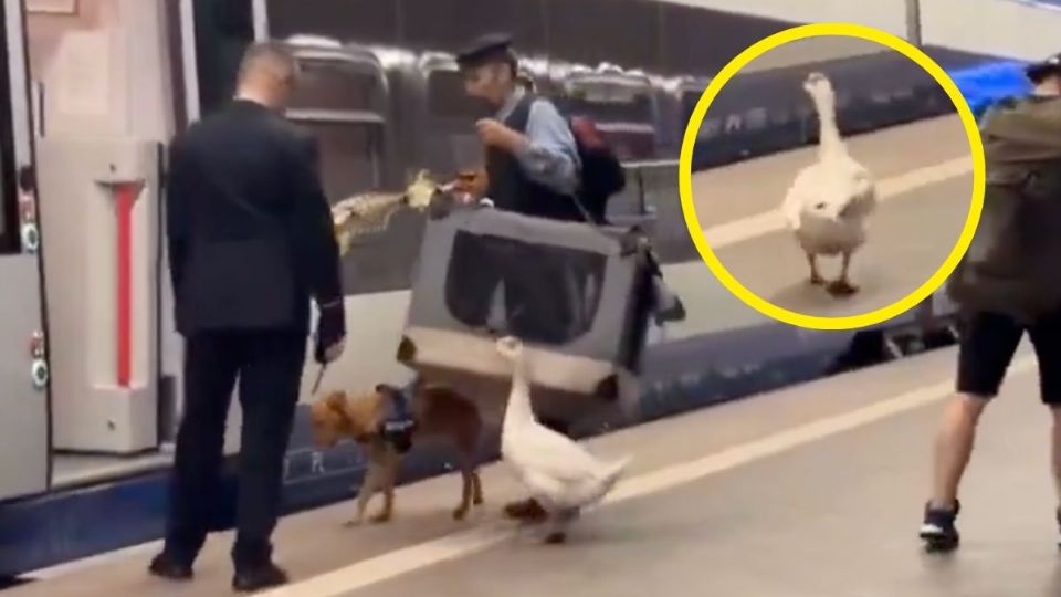 VIDEO | Pasajero detiene tren en Polonia para rescatar a su ganso olvidado