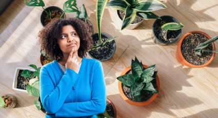 Las 5 plantas aromáticas que perfuman tu casa y mantienen lejos a los mosquitos