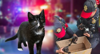 Policías rescatan a gatitos abandonados en una caja en CETRAM de Politécnico