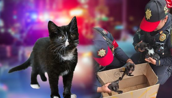 Policías rescatan a gatitos abandonados en una caja en CETRAM de Politécnico