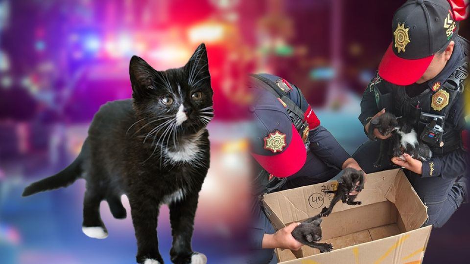 Policías rescatan gatitos en Cetram Politécnico.
