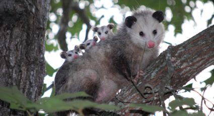 VIDEO | Una mamá tlacuache en estacionamiento de centro comercial de Monterrey es lo más lindo que verás hoy