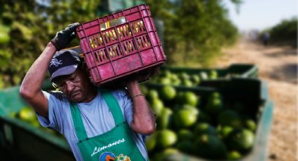 Asesinato de Bernardo Bravo desata miedo entre limoneros en Apatzingán: denuncian extorsión