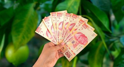 Crisis de seguridad frena la industria del limón en la economía mexicana