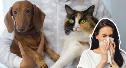 ¿Alérgico a las mascotas? Conoce los tips para la sana convivencia y no morir en el intento
