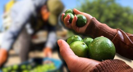 Asesinato de líder limonero expone el nivel de violencia y extorsión que sacude a Michoacán