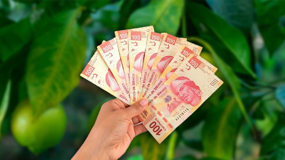 La inseguridad amenaza el corazón agrícola de Michoacán y la producción del limón en la economía mexicana.