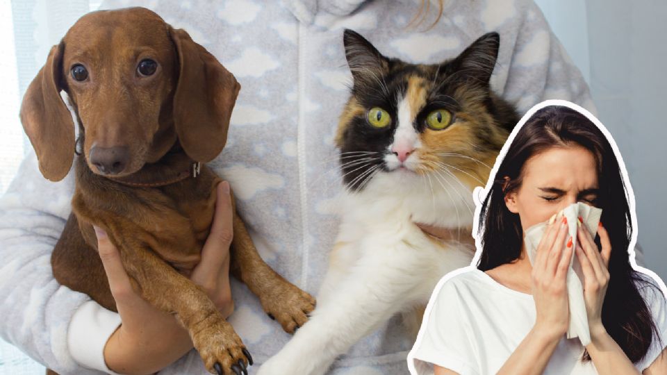 Con medidas adecuadas de higiene y cuidado, las personas alérgicas pueden convivir con sus mascotas sin poner en riesgo su salud.