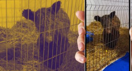 La osa Mina mejora notablemente: Fundación Invictus revela su evolución en un live de Facebook