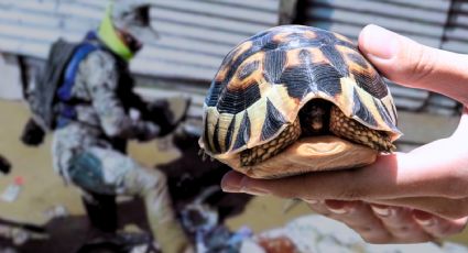 VIDEO | Marino rescata a tortuga atrapada en el fango tras inundaciones