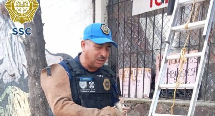 Policías auxiliares rescatan un cacomixtle en un inmueble en Iztapalapa
