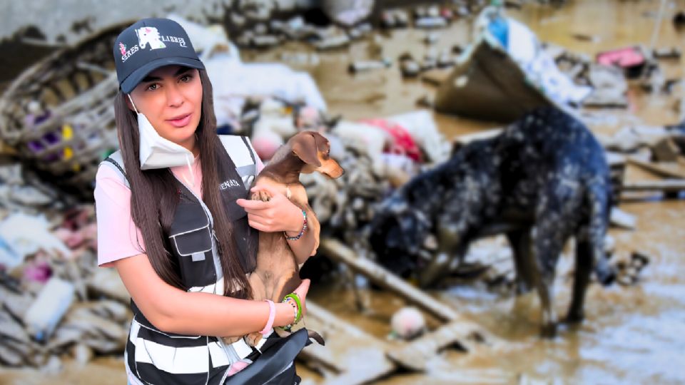 Rescate en Veracruz: Seres Libres salva a perros, gatos y caballos de las inundaciones.