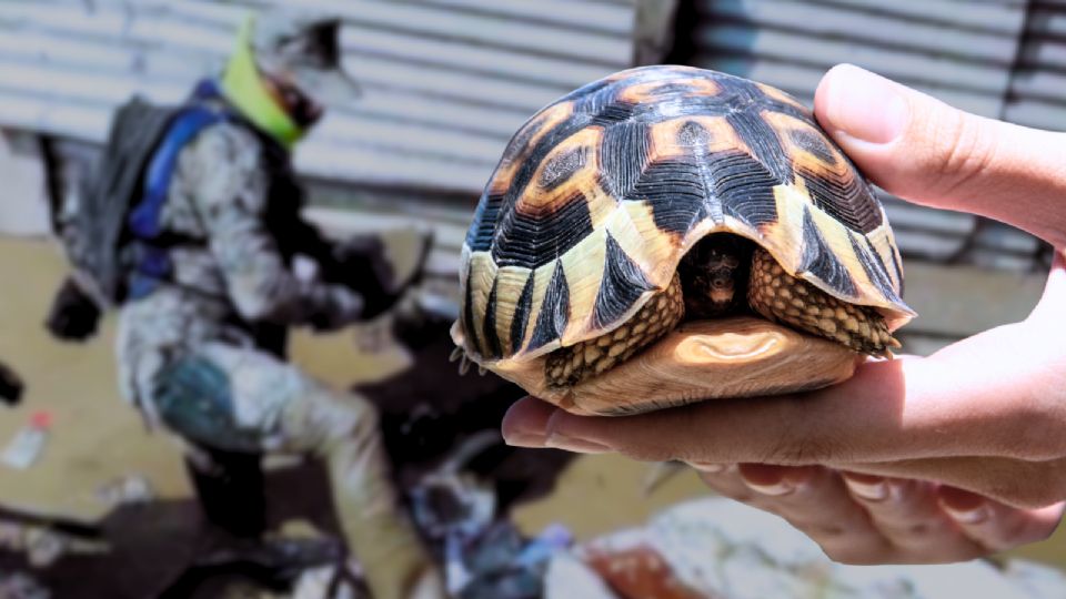 Las imágenes fueron captadas durante los trabajos de limpieza y apoyo en comunidades afectadas.