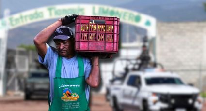 Extorsión a limoneros en Michoacán: cómo la violencia afecta al campo y al consumidor