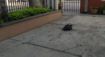Reportan aparición de animales muertos en parroquia de Monterrey