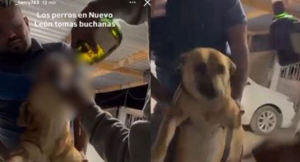 Obligan a perro a beber alcohol en Aramberri, NL; rescatistas exigen justicia