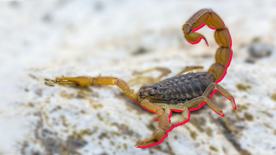 Sonora, Guerrero, Nayarit, Morelos y Jalisco figuran entre los estados con mayor incidencia de picaduras de alacrán.